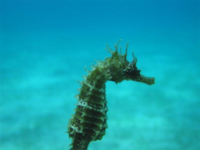 erman dive